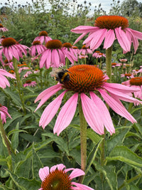A bee gathers nectar from the vibrant center of a Bishy Barnabees Cottage Garden Echinacea Purple Coneflower, surrounded by other blooms in a lush pollinator-friendly garden.