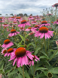 A vibrant field of Echinacea Purple Coneflower by Bishy Barnabees Cottage Garden shows striking pink petals and orange centers amid lush green leaves—a perfect pollinator display beneath a cloudy sky.