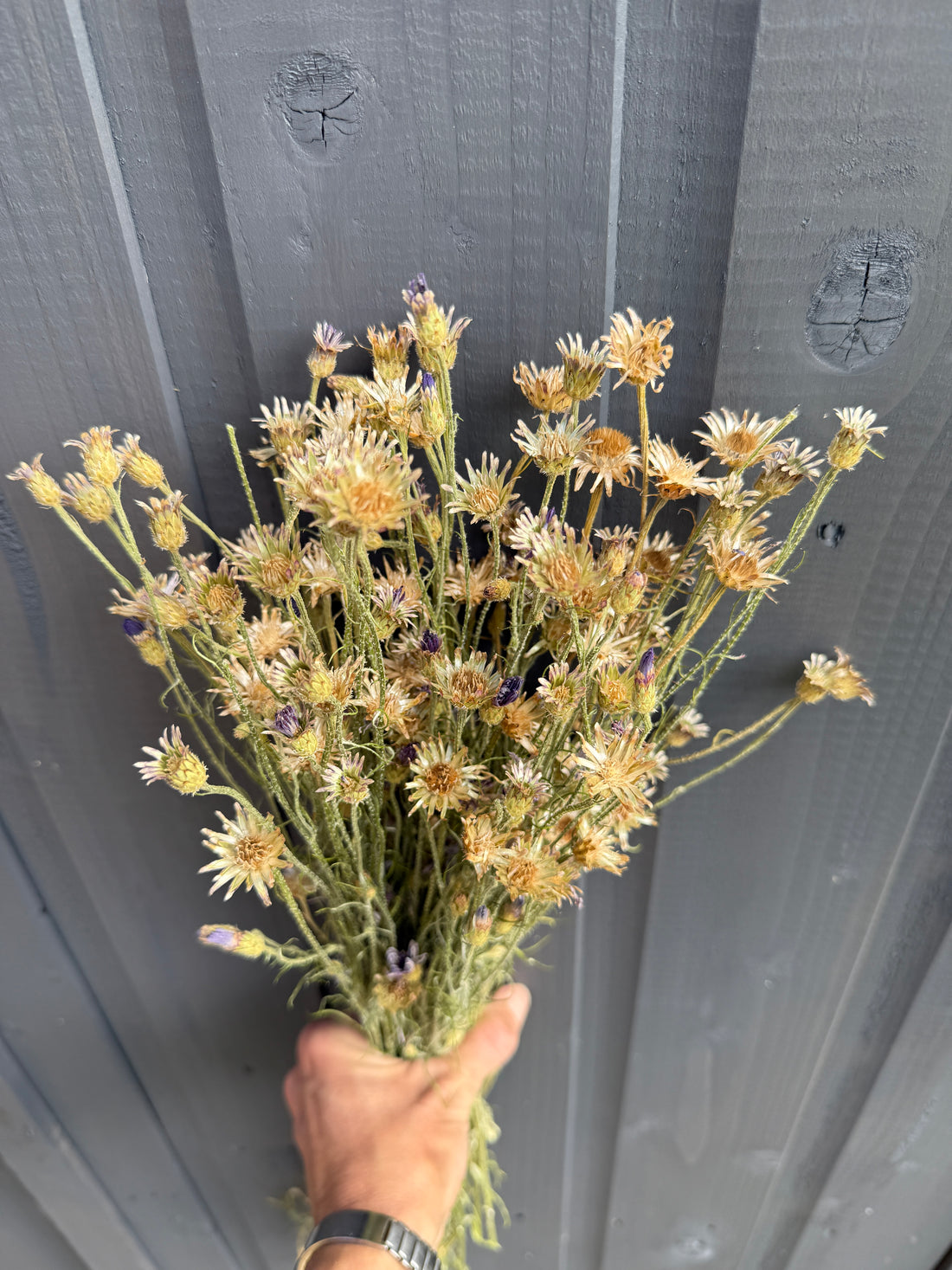 Cornflower Dried
