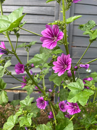 Malva Mystic Merlin by Bishy Barnabees Cottage Garden is a tall green plant with deep violet-purple blooms and buds marked by dark veins, thriving in front of a gray wooden fence—a rust-free Hollyhock alternative highlighted by sunlight.