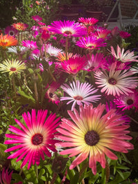 Mesembryanthemum Harlequin by Bishy Barnabees Cottage Garden blooms densely in sunlit gardens, with vibrant pink, orange, and white flowers above lush green foliage for a cheerful display.