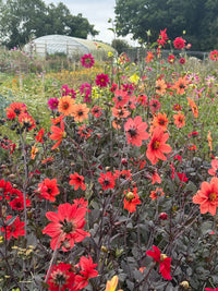 A colorful garden with vibrant Dahlia Bishops Children Mix from Bishy Barnabees Cottage Garden blooms and dark foliage in the foreground, set against lush greenery and a white greenhouse—perfect for attracting bee friendly flowers.