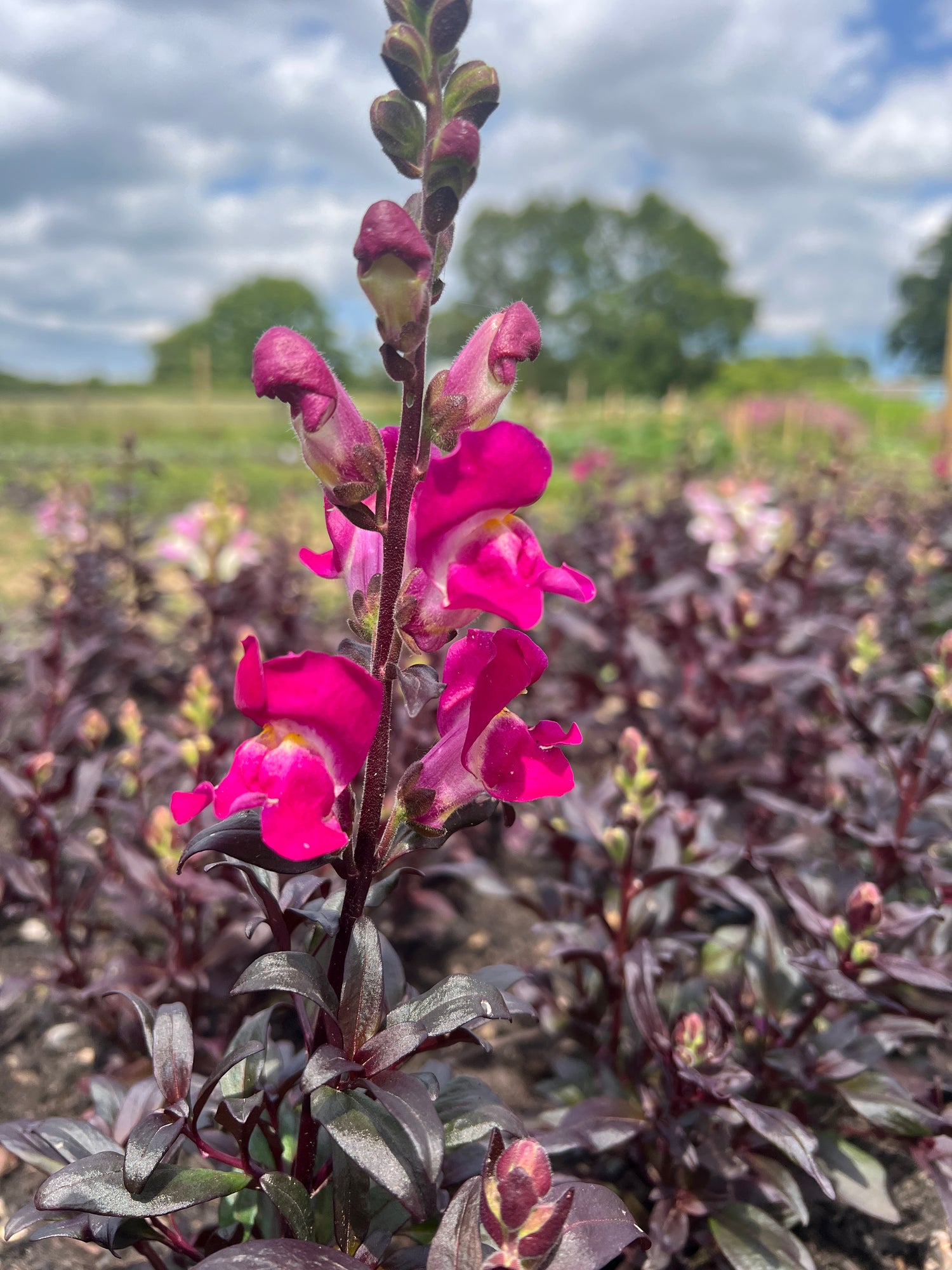 Vibrant pink antirrhinum flowers blooming amidst dark green foliage in a sunny garden setting.