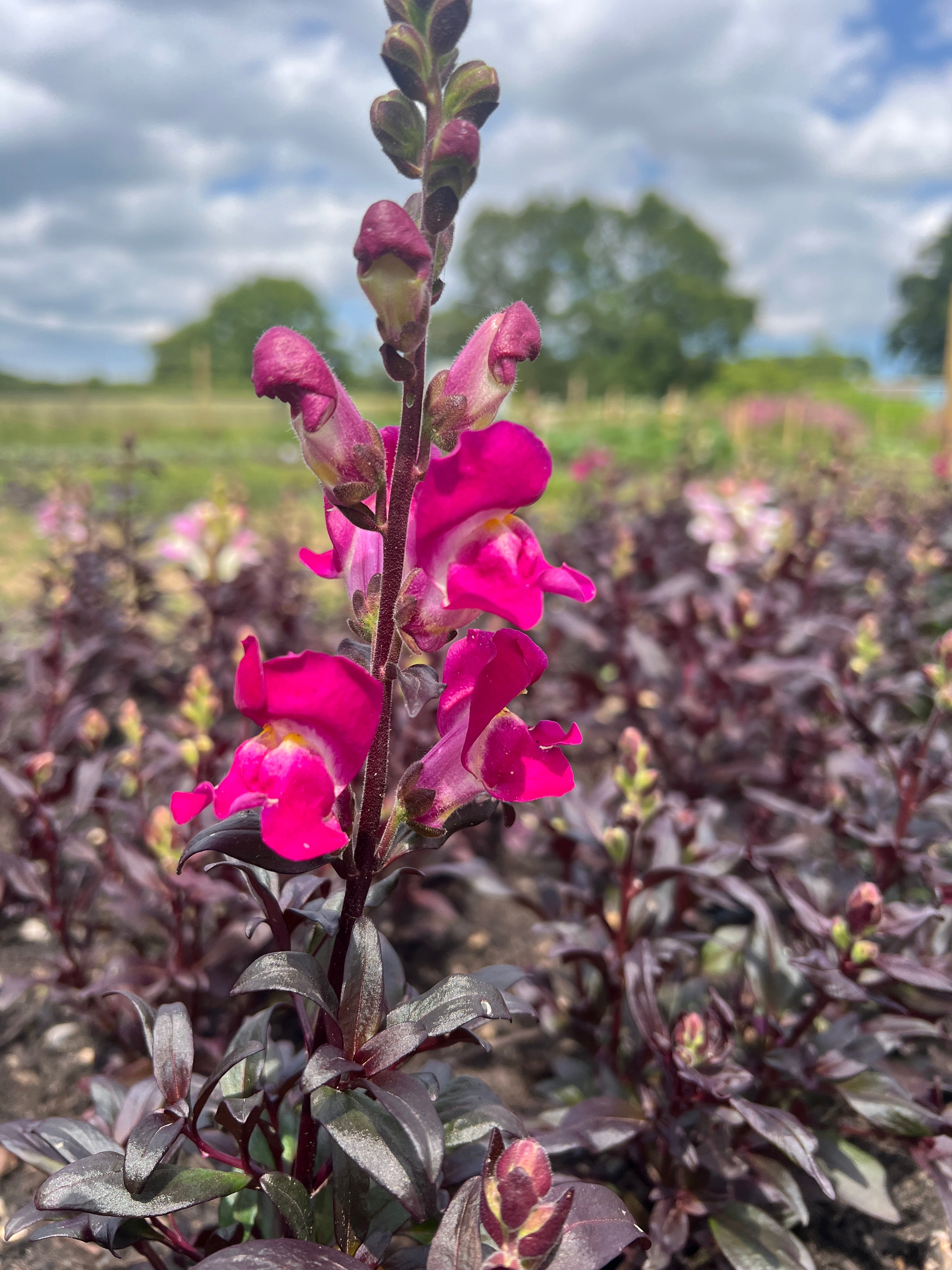 Vibrant pink antirrhinum flowers blooming amidst dark green foliage in a sunny garden setting.