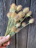 A hand holds Bishy Barnabees Cottage Garden Ltd’s Scabious Heads Dried against a dark, weathered wooden background, creating a striking sustainable dried floral arrangement.
