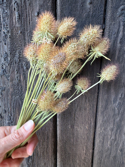 Scabious Heads Dried