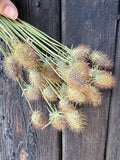 A hand displays Scabious Heads Dried by Bishy Barnabees Cottage Garden Ltd, featuring spiky blooms with long green stems against a dark wooden background for a distinctive sustainable floral arrangement.
