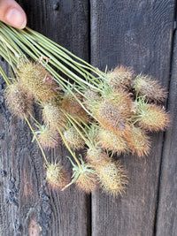 A hand displays Scabious Heads Dried by Bishy Barnabees Cottage Garden Ltd, featuring spiky blooms with long green stems against a dark wooden background for a distinctive sustainable floral arrangement.