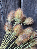 Scabious Heads Dried by Bishy Barnabees Cottage Garden Ltd features spiky, brown textures arranged against a weathered dark wooden background for a unique dried flower arrangement.