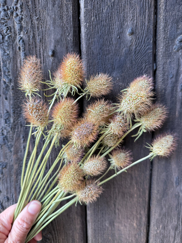A hand displays Scabious Heads Dried by Bishy Barnabees Cottage Garden Ltd—clusters of round, warm brown seed heads on long stems, set against a weathered wood background. Ideal for creating unique dried flower arrangements.