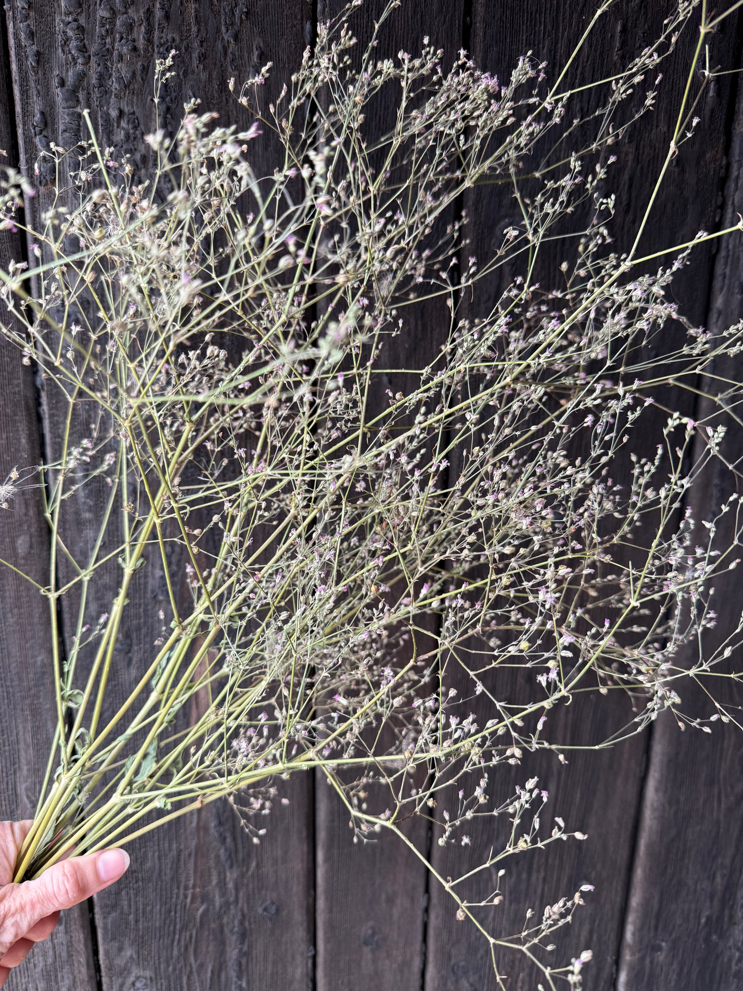 Gypsophila Pink Dried