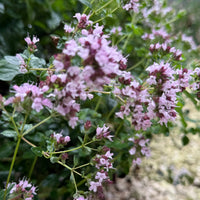 Close-up of Bishy Barnabees Cottage Garden's Oregano Greek—a hardy perennial herb with clusters of small pink flowers and green leaves—growing beside a gravel path. Authentic culinary oregano.