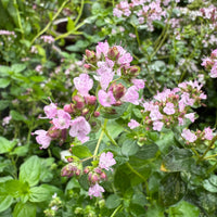 Close-up of Bishy Barnabees Cottage Garden's Oregano Greek, a hardy perennial herb with clusters of small, pale pink flowers and green leaves, blooming in a garden setting.