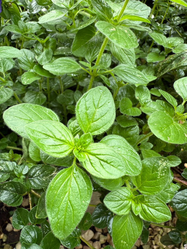 Close-up of lush green Oregano Greek by Bishy Barnabees Cottage Garden, a hardy perennial herb with oval, slightly hairy leaves growing densely in the garden. Moisture glistens on the foliage above small pebbles.