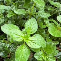 Close-up of lush green Oregano Greek by Bishy Barnabees Cottage Garden, a hardy perennial herb with oval, slightly hairy leaves growing densely in the garden. Moisture glistens on the foliage above small pebbles.