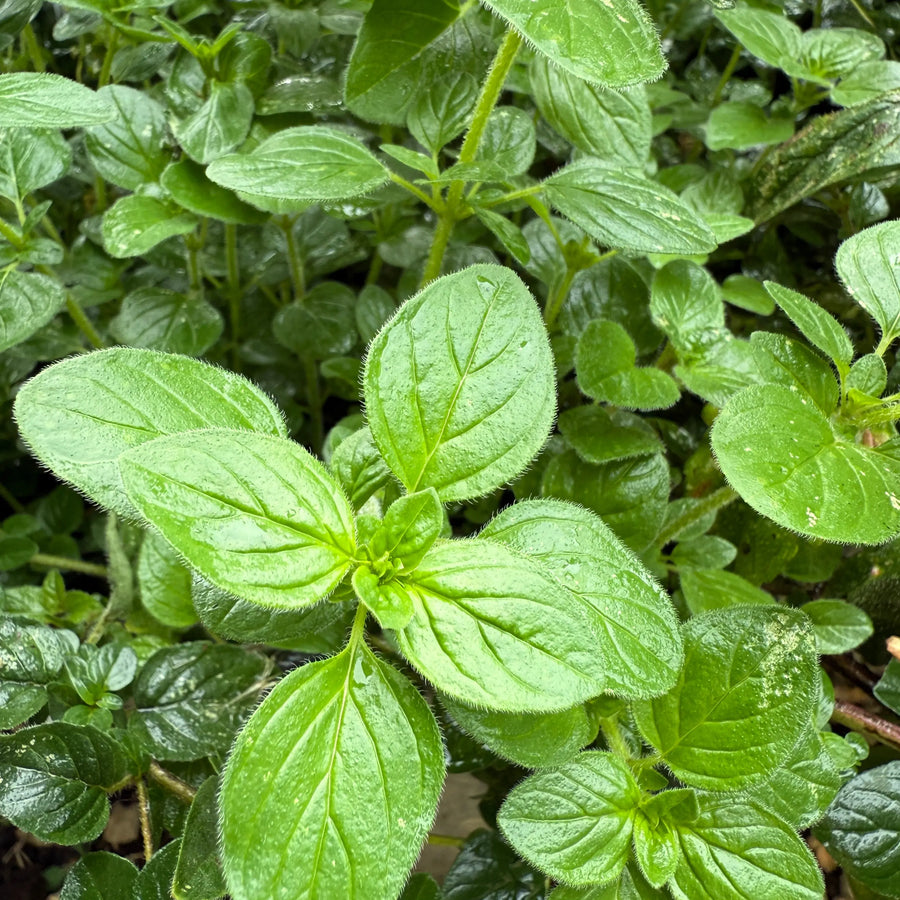 Close-up of lush green Oregano Greek by Bishy Barnabees Cottage Garden, a hardy perennial herb with oval, slightly hairy leaves growing densely in the garden. Moisture glistens on the foliage above small pebbles.