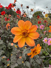 Close-up of a vibrant Dahlia Bishops Children Mix bloom by Bishy Barnabees Cottage Garden, with a bright orange flower and yellow center among dark foliage—ideal for gardeners seeking bee friendly flowers.