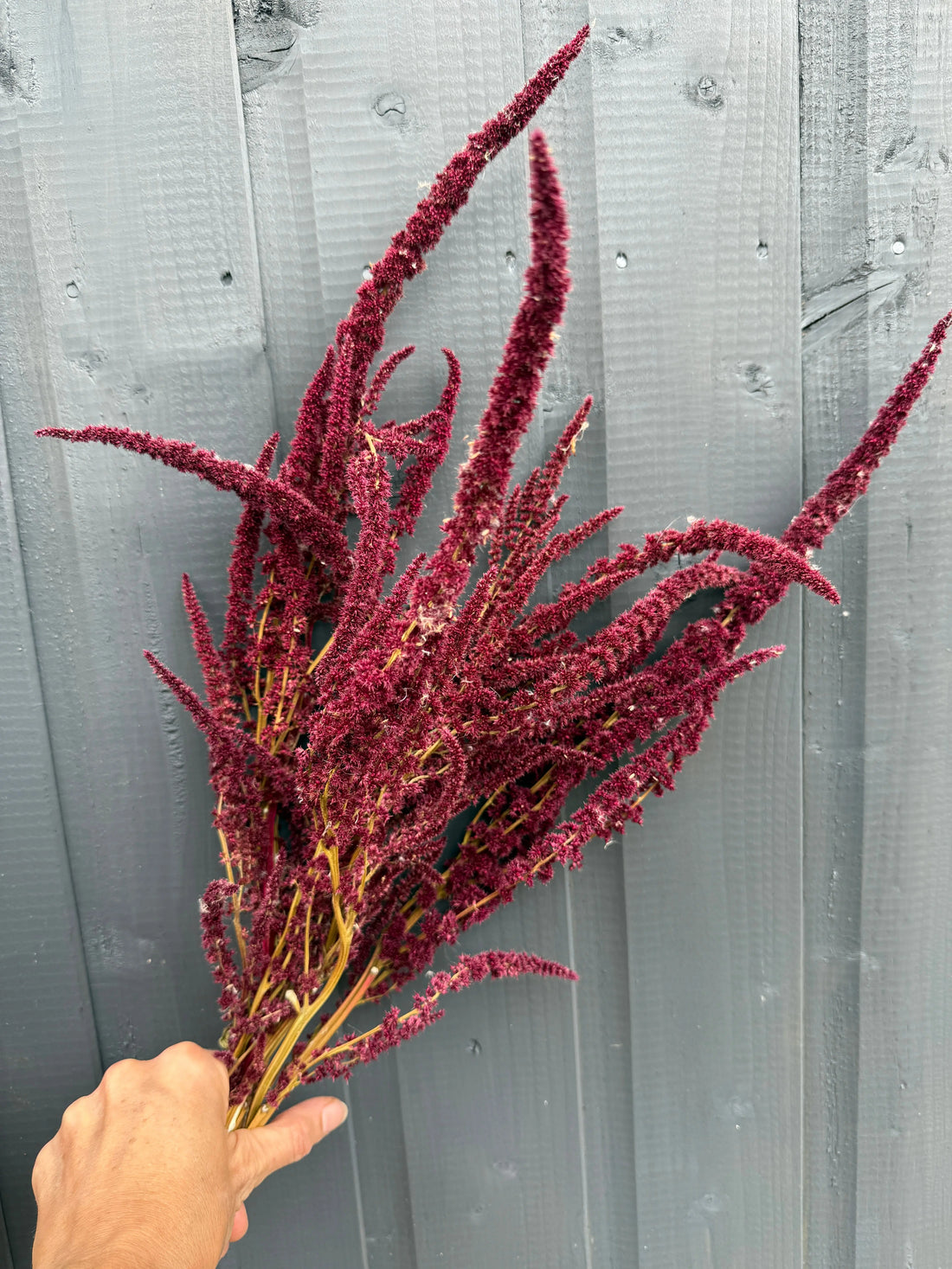 Amaranthus Dried - Bishy Barnabees Cottage Garden Ltd