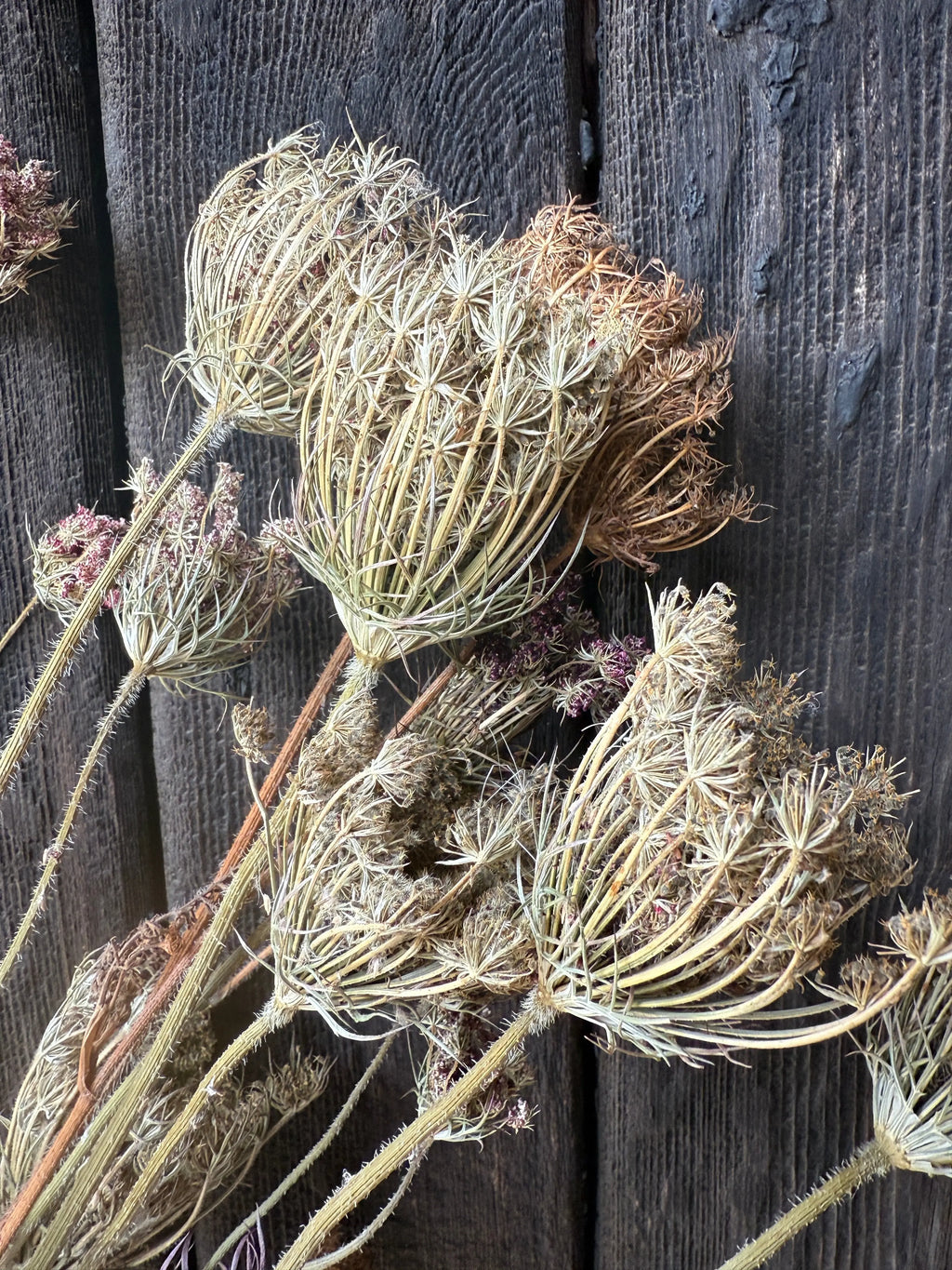 Umbellifers Dried close-up of lacy seed heads against dark weathered wood