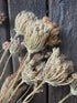 Umbellifers Dried - Bishy Barnabees Cottage Garden Ltd