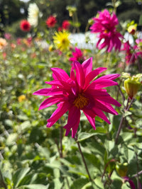 A vibrant pink dahlia from Bishy Barnabees Cottage Garden’s Dahlia Cactus Mixed displays large spiky blooms against lush green foliage and colorful flowers, creating a lively sunlit garden scene. Ideal for brightening up any outdoor space.