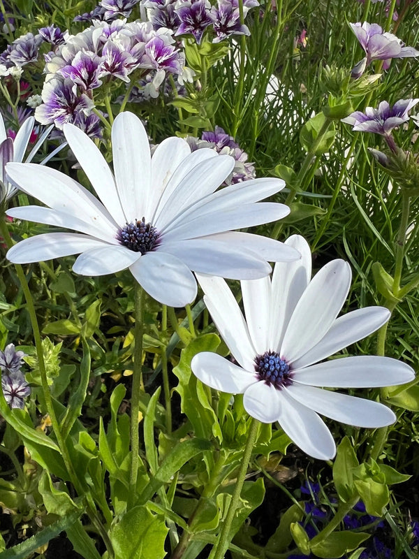 Three white-petaled, purple-centered African Daisies, grown from Bishy Barnabees Cottage Garden's Osteospermum Sky and Ice seeds, bloom among vibrant clusters of purple, pink, and yellow flowers amid lush green foliage on a sunny day.