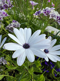Close-up of Osteospermum Sky and Ice - African Daisy by Bishy Barnabees Cottage Garden, showing white petals with a dark blue center amid green leaves and purple-white blooms—capturing the fresh beauty these seeds bring to your garden.
