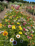Rows of Chrysanthemum Painted Daisies in flower beside a wooden fence under blue sky