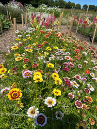 A vibrant garden showcases Chrysanthemum Painted Daisies by Bishy Barnabees Cottage Garden Ltd, with colorful blooms in neat rows, surrounded by greenery and a wooden fence under a clear blue sky.