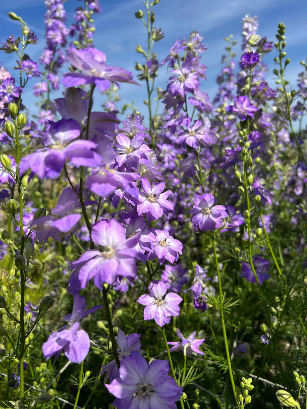 A close-up of Bishy Barnabees Cottage Garden's Larkspur Fancy Purple Picotee shows double ruffled blossoms and striking purple-edged wildflowers blooming brightly among green stems and leaves under a clear blue sky.