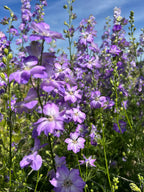 A close-up of Bishy Barnabees Cottage Garden's Larkspur Fancy Purple Picotee shows double ruffled blossoms and striking purple-edged wildflowers blooming brightly among green stems and leaves under a clear blue sky.