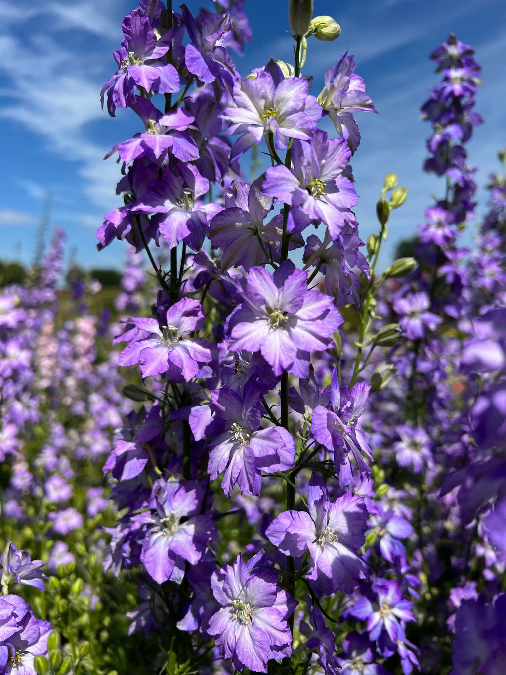Close-up of Larkspur Fancy Purple Picotee by Bishy Barnabees Cottage Garden, featuring double ruffled blossoms on tall stems against a blue sky and green backdrop, with sunlight highlighting the vibrant petals for a cheerful summer look.