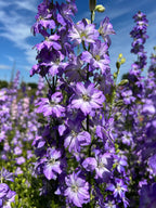 Close-up of Larkspur Fancy Purple Picotee by Bishy Barnabees Cottage Garden, featuring double ruffled blossoms on tall stems against a blue sky and green backdrop, with sunlight highlighting the vibrant petals for a cheerful summer look.