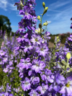 Tall purple Larkspur Fancy Purple Picotee flowers from Bishy Barnabees Cottage Garden bloom in clusters with green stems and leaves under a blue sky. More purple flowers and distant trees complete the scenic background.