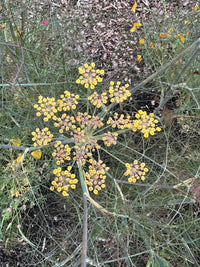 Bronze Fennel by Bishy Barnabees Cottage Garden Ltd features delicate, anise-scented foliage and umbrella-like clusters of small yellow flowers—a top choice in gardens for attracting pollinators.
