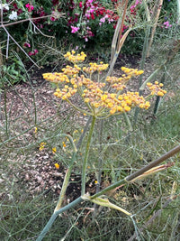 Bronze Fennel by Bishy Barnabees Cottage Garden Ltd features yellow flower clusters atop slender green stems, with anise-scented, feathery foliage and blurred pink and purple blooms in the background of a lively pollinator-friendly garden.