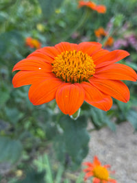 A close-up of a vibrant Tithonia Goldfinger Mexican sunflower by Bishy Barnabees Cottage Garden, featuring a striking orange bloom with a yellow center—ideal for adding bold color to any butterfly garden.
