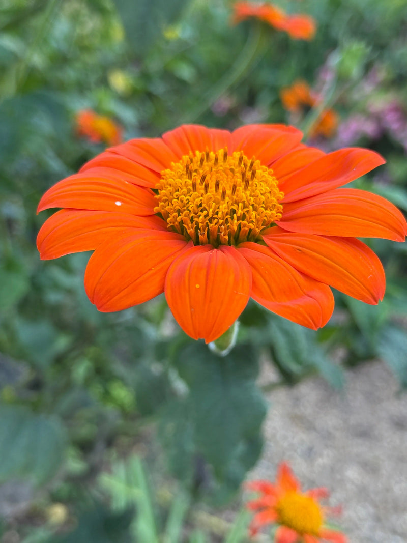 A close-up of a vibrant Tithonia Goldfinger Mexican sunflower by Bishy Barnabees Cottage Garden, featuring a striking orange bloom with a yellow center—ideal for adding bold color to any butterfly garden.