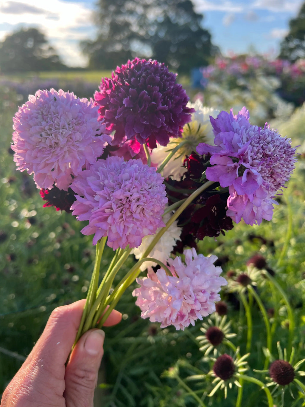 A hand holds a small bouquet of Bishy Barnabees Cottage Garden Scabious Imperial Mix—pollinator-friendly pink, purple, and burgundy flowers—outdoors in a sunny garden, with blurred green blooms in the background.