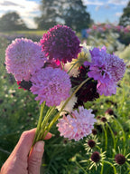 A hand holds a small bouquet of Bishy Barnabees Cottage Garden Scabious Imperial Mix—pollinator-friendly pink, purple, and burgundy flowers—outdoors in a sunny garden, with blurred green blooms in the background.