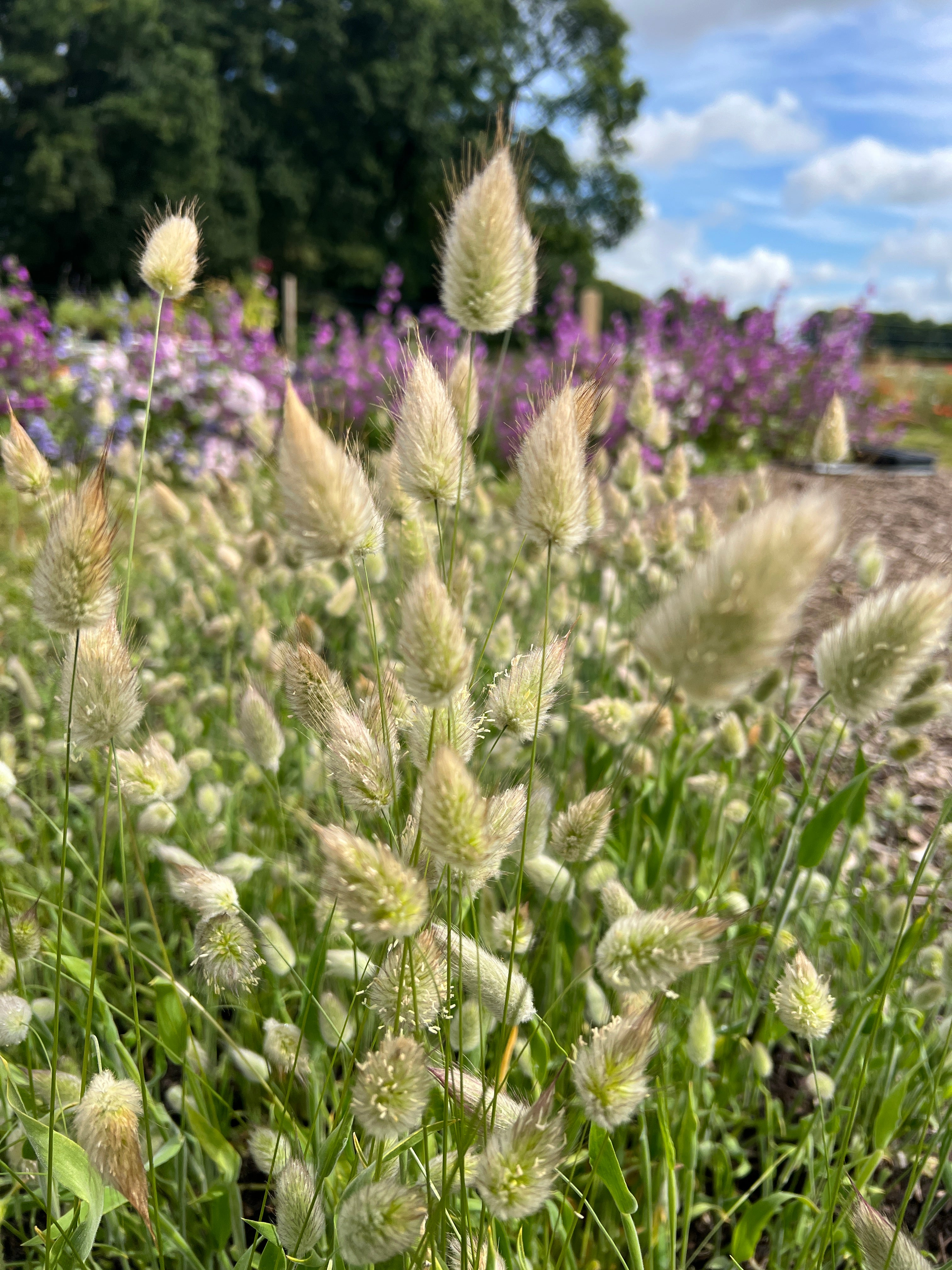 Bunny Tails grass (Lagurus Ovatus) in a garden, showcasing pale green to buff-colored fluffy seed heads.