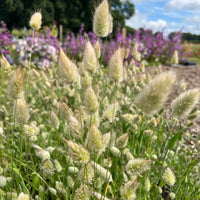 Close-up of Bunny Tails - Lagurus Ovatus by Bishy Barnabees Cottage Garden Ltd, featuring fluffy ornamental grass heads among purple flowers and green trees, perfect for sensory gardens under a partly cloudy sky.