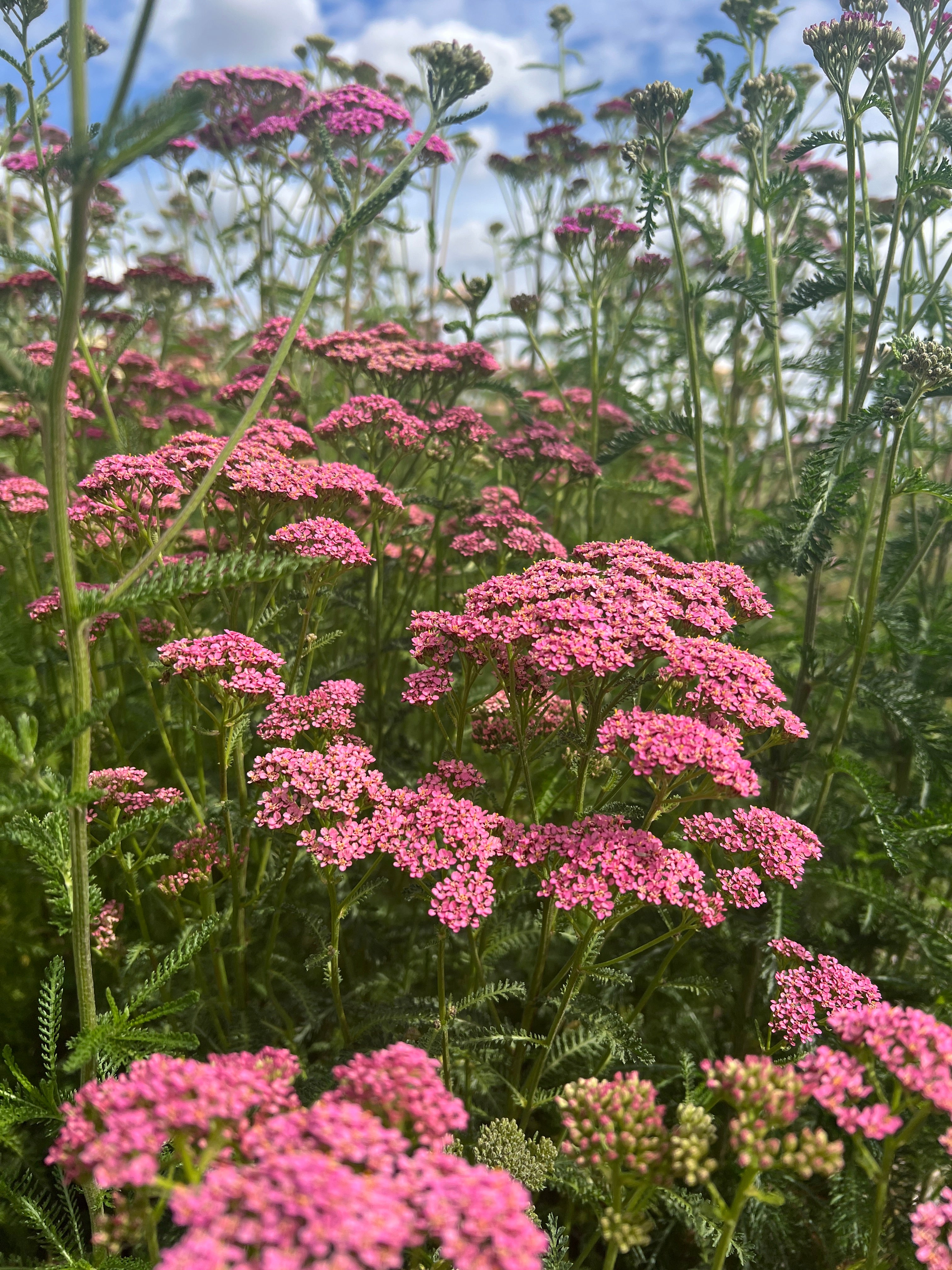 Achillea Millefolium Cerise Queen