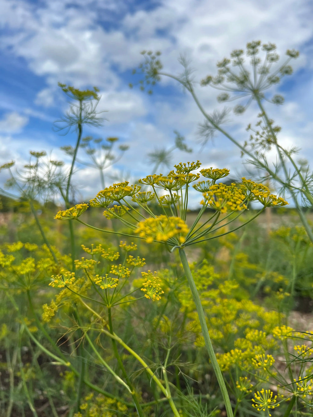 Close-up of delicate yellow wildflowers with thin green stems, resembling Bishy Barnabees Cottage Garden’s Dill Bouquet, set against a vibrant, partly cloudy blue sky—ideal for a lively cut flower garden and natural outdoor setting.