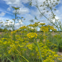 Close-up of delicate yellow wildflowers with thin green stems, resembling Bishy Barnabees Cottage Garden’s Dill Bouquet, set against a vibrant, partly cloudy blue sky—ideal for a lively cut flower garden and natural outdoor setting.