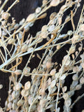 Close-up of Lepidium sativum Dried by Bishy Barnabees Cottage Garden Ltd shows delicate, round seed pods and curled leaves in muted beige tones, highlighting the elegant texture of this stylish dried filler foliage against a dark background.