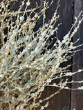 A close-up of Lepidium sativum Dried by Bishy Barnabees Cottage Garden Ltd, featuring delicate stems with flat, round seed pods as elegant dried filler foliage against a dark wooden background.