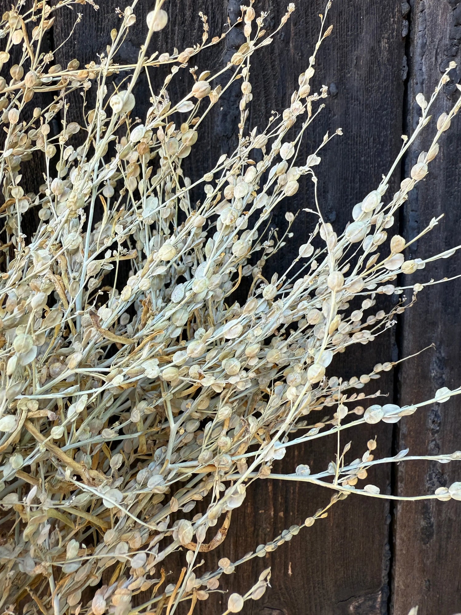 Lepidium sativum Dried Bishy Barnabees Cottage Garden Ltd
