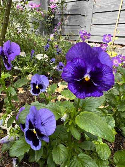 Pansy Swiss Giant Berna Velvet Blue