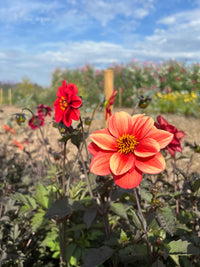 Close-up of a vibrant orange and red Dahlia Bishops Children Mix flower by Bishy Barnabees Cottage Garden, surrounded by bee-friendly blooms and green foliage outdoors under a partly cloudy sky with a blurred field background.